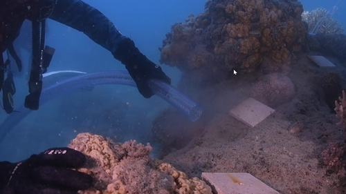 Researchers distribute coral larvae over a damaged section of the reef at Hook Island in the Whitsundays.