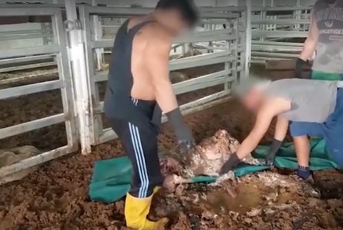 The additional footage published by Fairfax Media shows workers gathering up the dead sheep. (Supplied: Animals Australia)
