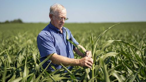 Farmer Don Bloss examines a tall sorghum plant in his field in Pawnee City, Nebraska. (AAP)