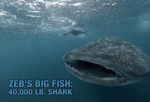 Zeb's Big Fish: 40,000 lb. Shark