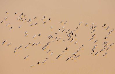 Lake Eyre bird life.