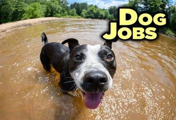 Dog Jobs Australia