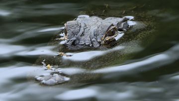 HILTON HEAD ISLAND, SOUTH CAROLINA - APRIL 15: An alligator as seen on course during the first round of the RBC Heritage on April 15, 2021 at Harbour Town Golf Links in Hilton Head Island, South Carolina. (Photo by Sam Greenwood/Getty Images)