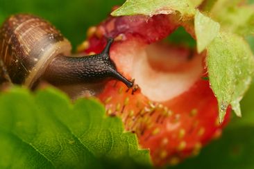 View of a grape snail devouring a strawberry