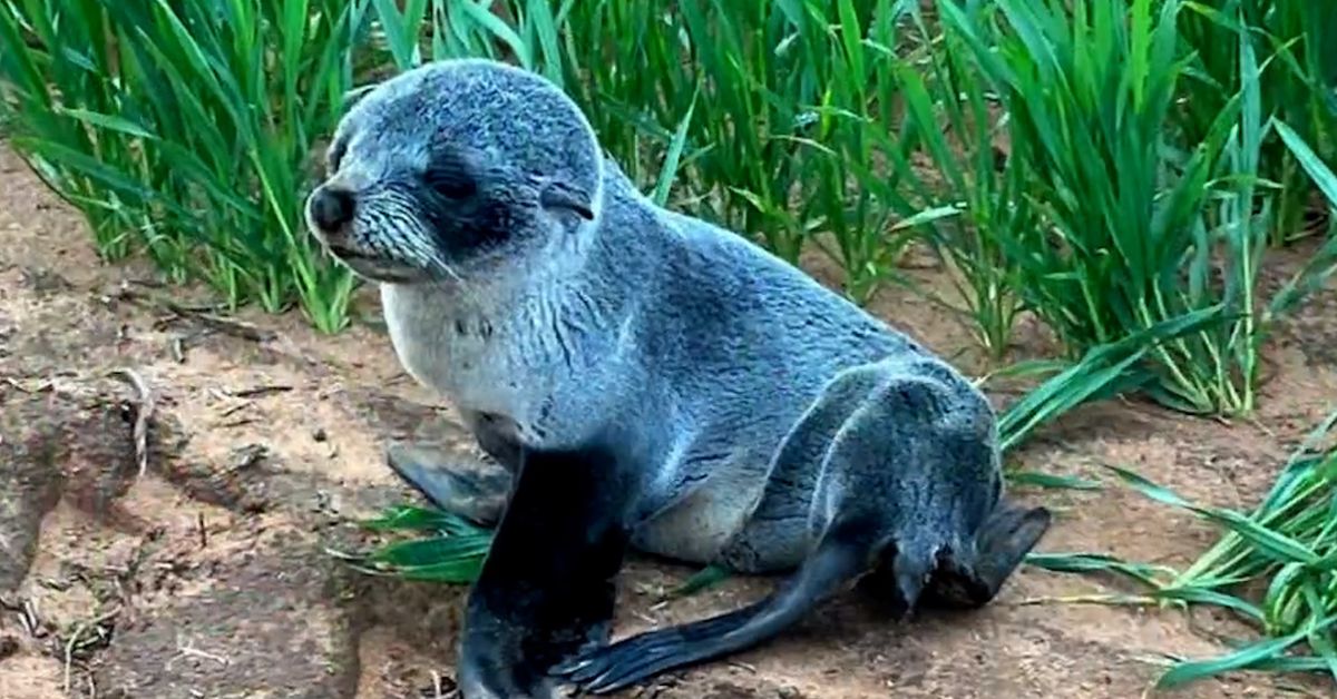 Seal pup found on South Australian farm, 3km from nearest beach