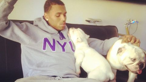 Chris Brown angers animal rights groups by selling pit bull puppies