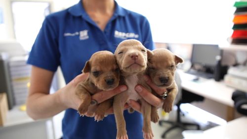 A dozen two-week-old puppies were found dumped outside a council building in Whyalla, South Australia. 