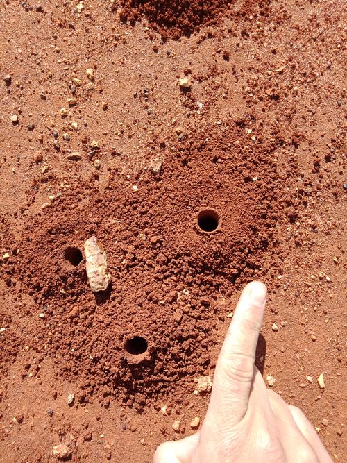 It's estimated 5000 burrows are on Hamelin Station Reserve.