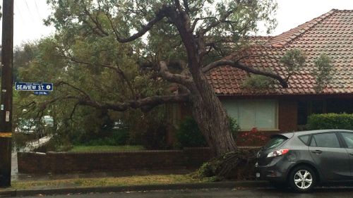An uprooted tree in Summer Hill, Sydney. (Dan Sol)
