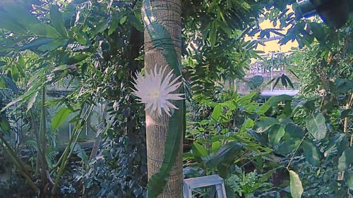 It has been growing at the Cambridge University Botanic Gardens for six years.