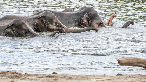 Elephants play in water in their outdoor enclosure of the Pairi Daiza animal park in Brugelette, Belgium. (AAP)