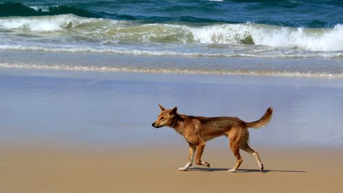 A﻿ three-year-old child has been bitten by a dingo on K'gari, an Island off Queensland's south-east coast. 