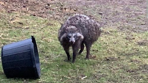 A local in Nottinghamshire snapped a photo of one of the raccoon dogs after they escaped their enclosure on Tuesday.