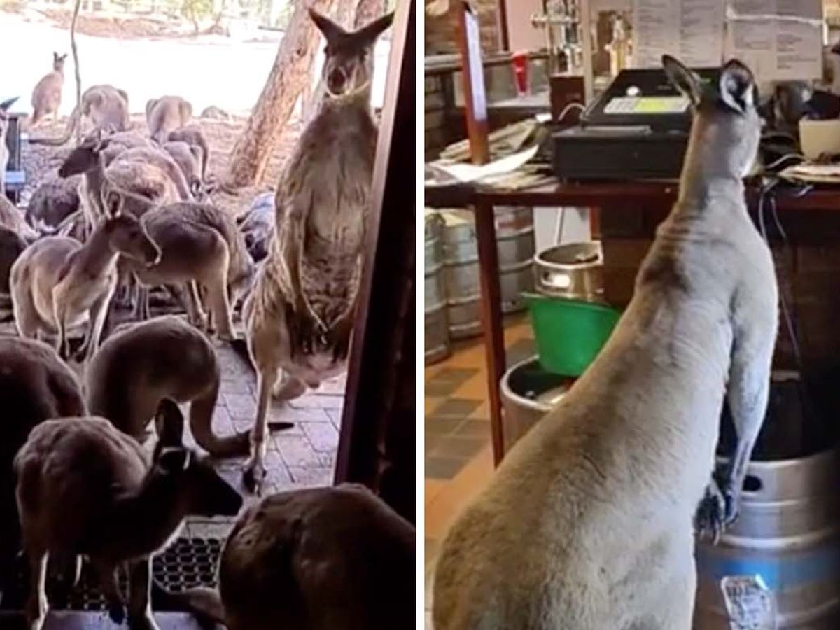 John Forrest Tavern: The WA pub overrun with kangaroos