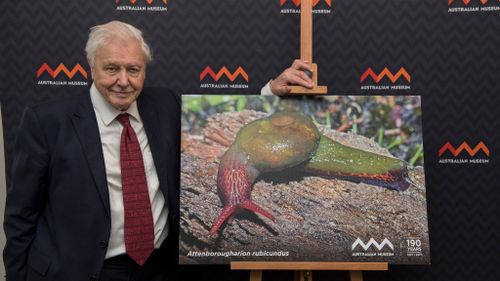 Aussie snail named after Sir David Attenborough