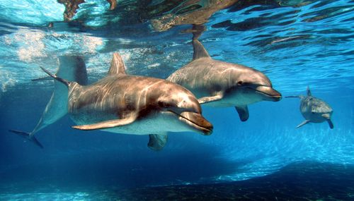 The recently rebranded Dolphin Marine Conservation Park announced today that it no longer intends to breed its dolphins in line with the future direction of the organisation.