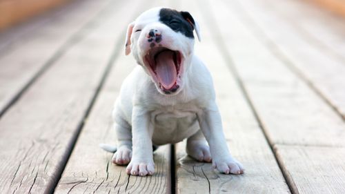 Yawning is a natural human condition and sometimes there is no reason.