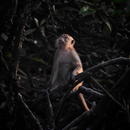 Long-tailed Macaque, Malaysia (2021)