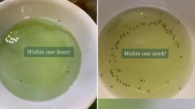 How to get rid of gnats from houseplants: Melbourne man shares simple hack  using three products