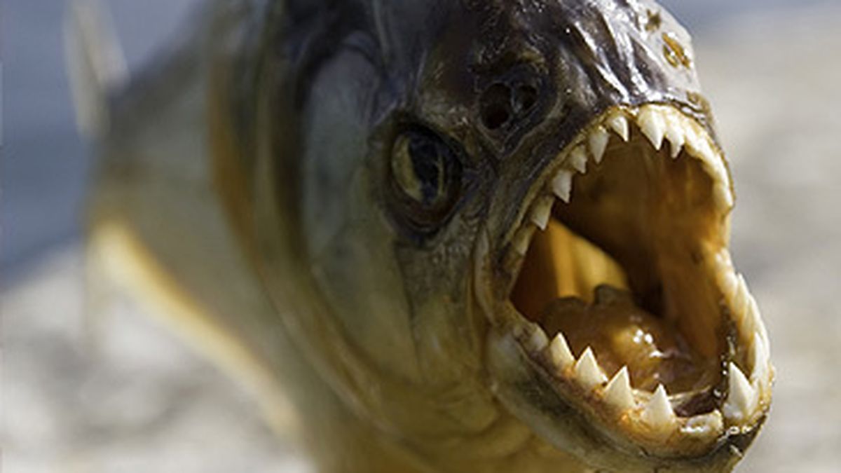 Brazil news: Man eaten by piranhas after jumping into lake to escape bees