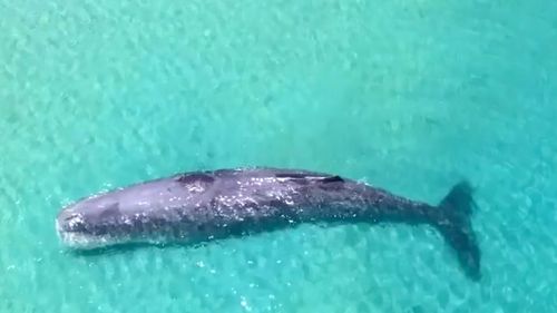 A sperm whale is stranded near a sandbank just 100 metres off the shore of a Perth beach.