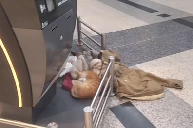 Cat abandoned by owner at Lebanon airport