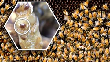 The NSW Government is urging beekeepers across the state to safeguard their industry after biosecurity surveillance detected Varroa mite in hives at the Port of Newcastle.