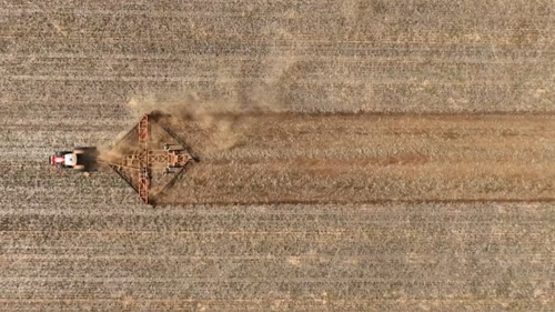 La peste dei topi potrebbe avere un impatto devastante sull’industria australiana delle esportazioni di cereali e prodotti alimentari, che apporta circa 3 miliardi di dollari all’economia.