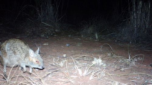 Rare spectacled hare-wallaby spotted with camera trap in WA