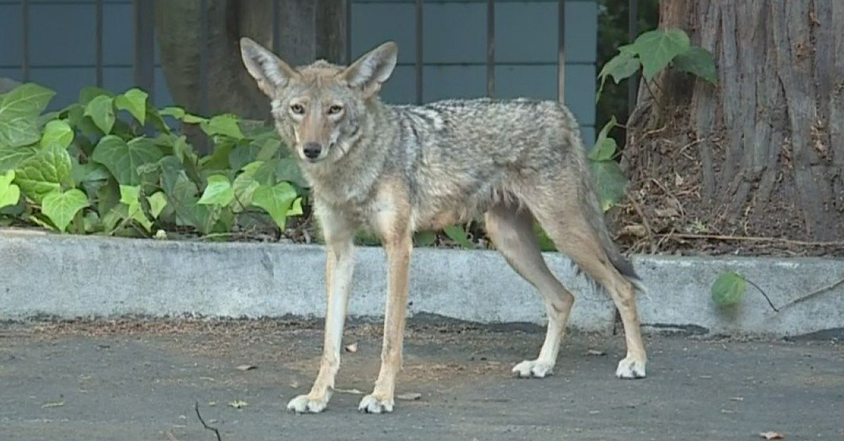Coyotes Are Roaming Empty San Francisco Amid Shelter-in-Place Order