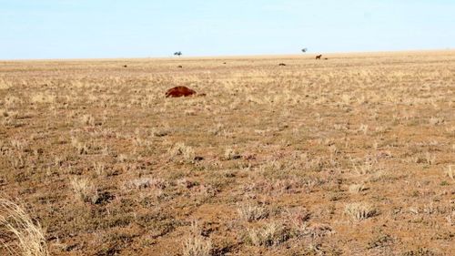 The deceased horses, including geldings; colts; pregnant mares, and mares with foals, were found dead on the 5,000-acre property north of Longreach Wednesday afternoon. 