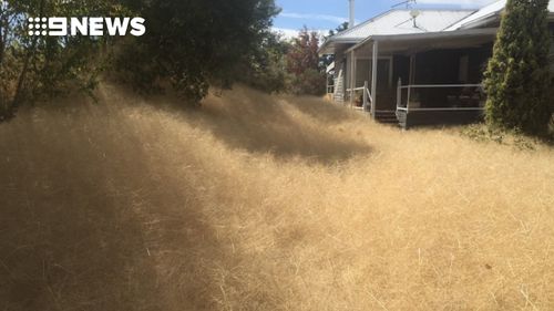 Ms Gloury said the tumbleweeds have been almost impossible to clear. (Copyright: 9NEWS)