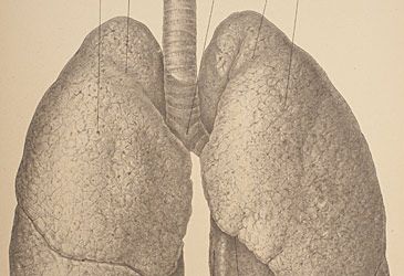 Which of the lungs is the larger of the two in humans: left or right?