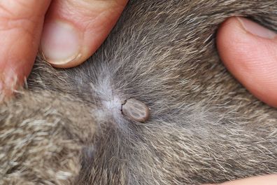 Pet owners are urged to check their animals for ticks. 