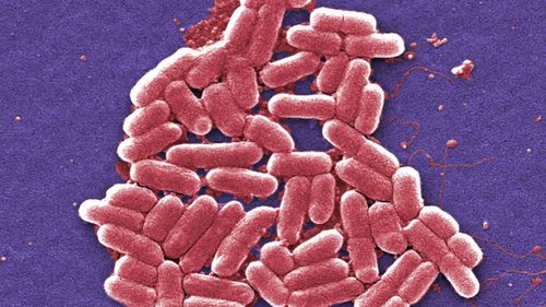 The E.coli virus.