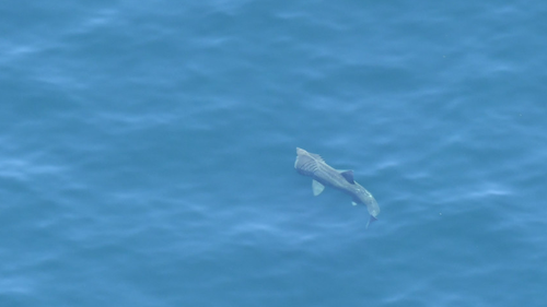 Adult basking sharks typically reach 7.9 metres in length. They consume  plankton, which they collect by  expanding their mouth and swimming at a continuous pace.