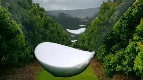 Pebbles of ice became lodged in fruit nets creating gigantic frozen balls in inland Queensland.