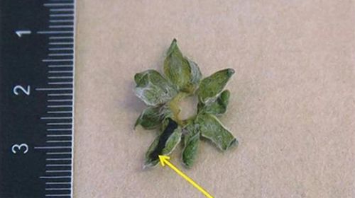 One of the strawberry leaves the doctor allegedly marked to indicate it was drugged.