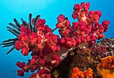 Stony and soft coral are members of which class of animals?