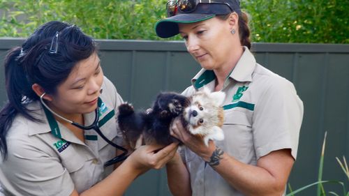 The cubs were given a routine check-up by Dr Christina Cheng. (Melbourne Zoo)