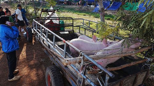 Um homem fala ao celular ao lado de seus porcos em uma carroça enquanto se abriga no pagode budista Wat Chroy Neangoun, na província de Siem Reap, no Camboja.
