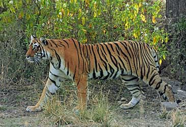 The World Wildlife Fund estimates there are how many tigers living in the wild?