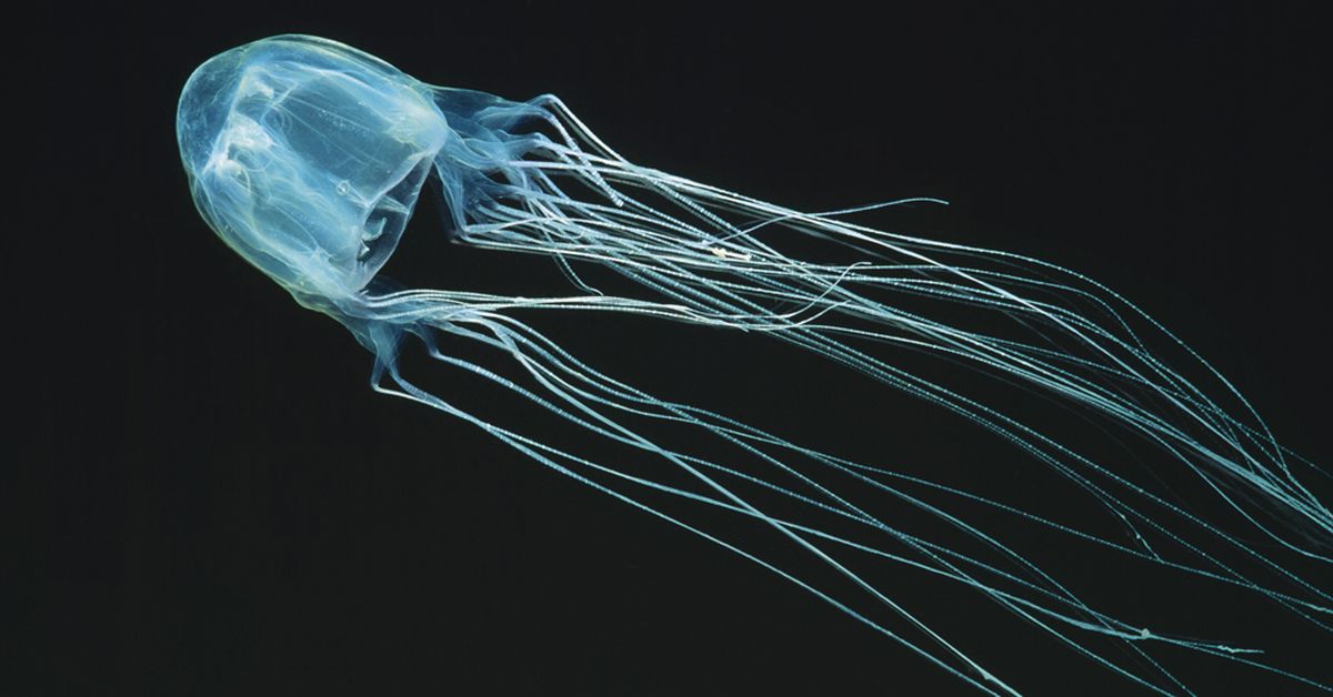 Australia's most dangerous animals in pictures | Including box jellyfish,  inland taipans and funnel-web spiders