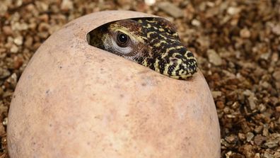 Australian Reptile Park hatches Komodo dragons