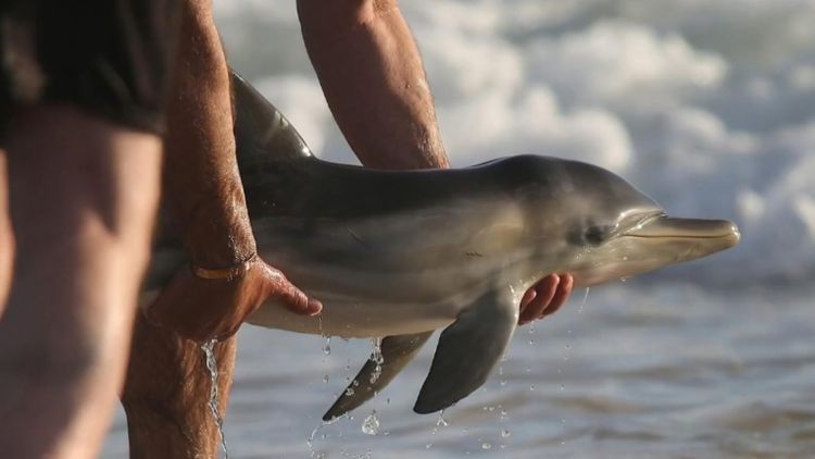 dolphin mating human