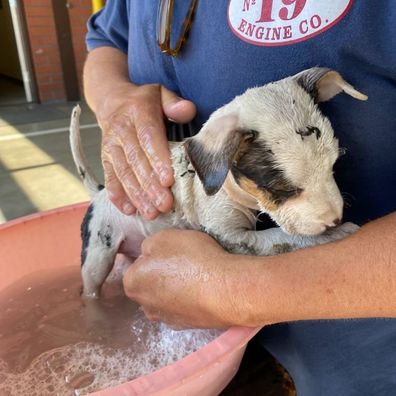 Firefighter adopts baby Pitbull he saved