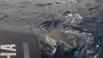 Coral Bay Perth blokes fishing trip shark takes bite at boat motor