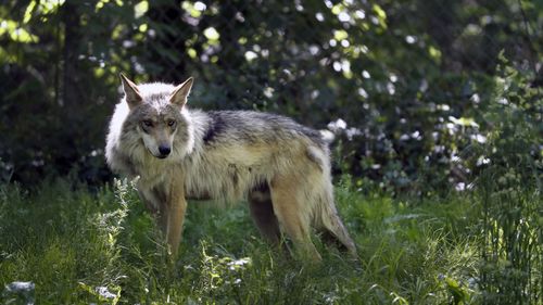 Man saves 'dog' on Canadian highway, finds out it's a wild Coyote 