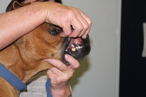 Some of the dogs were found to be seriously injured, with broken teeth and lacerations to their skin. Picture: RSPCA.