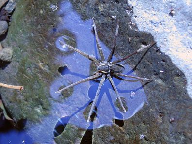 Queensland Museum to discover up to 100 new spider species